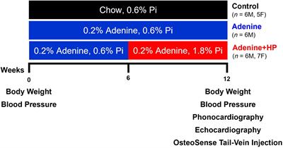 S2 Heart Sound Detects Aortic Valve Calcification Independent of Hemodynamic Changes in Mice
